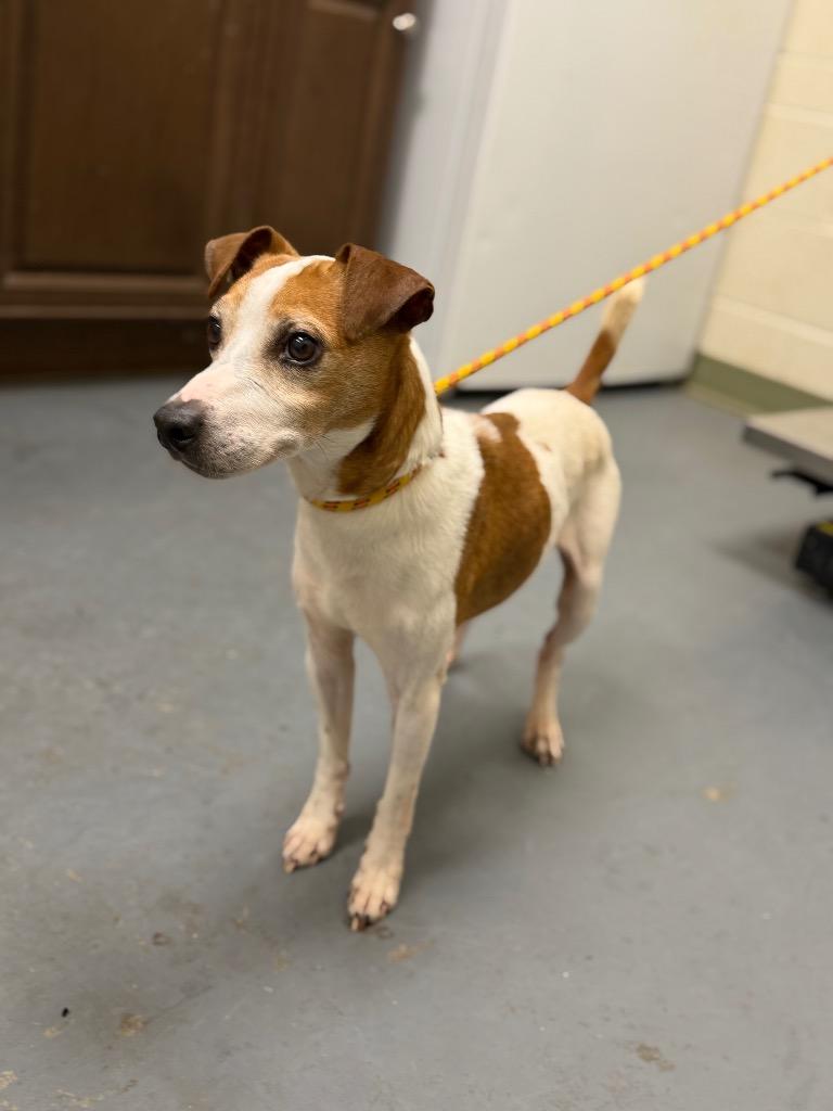 2026-03-147 *Roger*, Adopted, Senior Male Jack Russell Terrier.