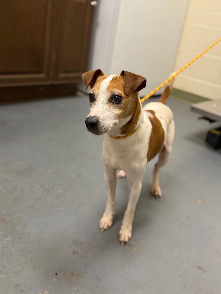Enlarge 2026-03-147 *Roger*, a Adopted Jack Russell Terrier in Winder, GA image 2/3