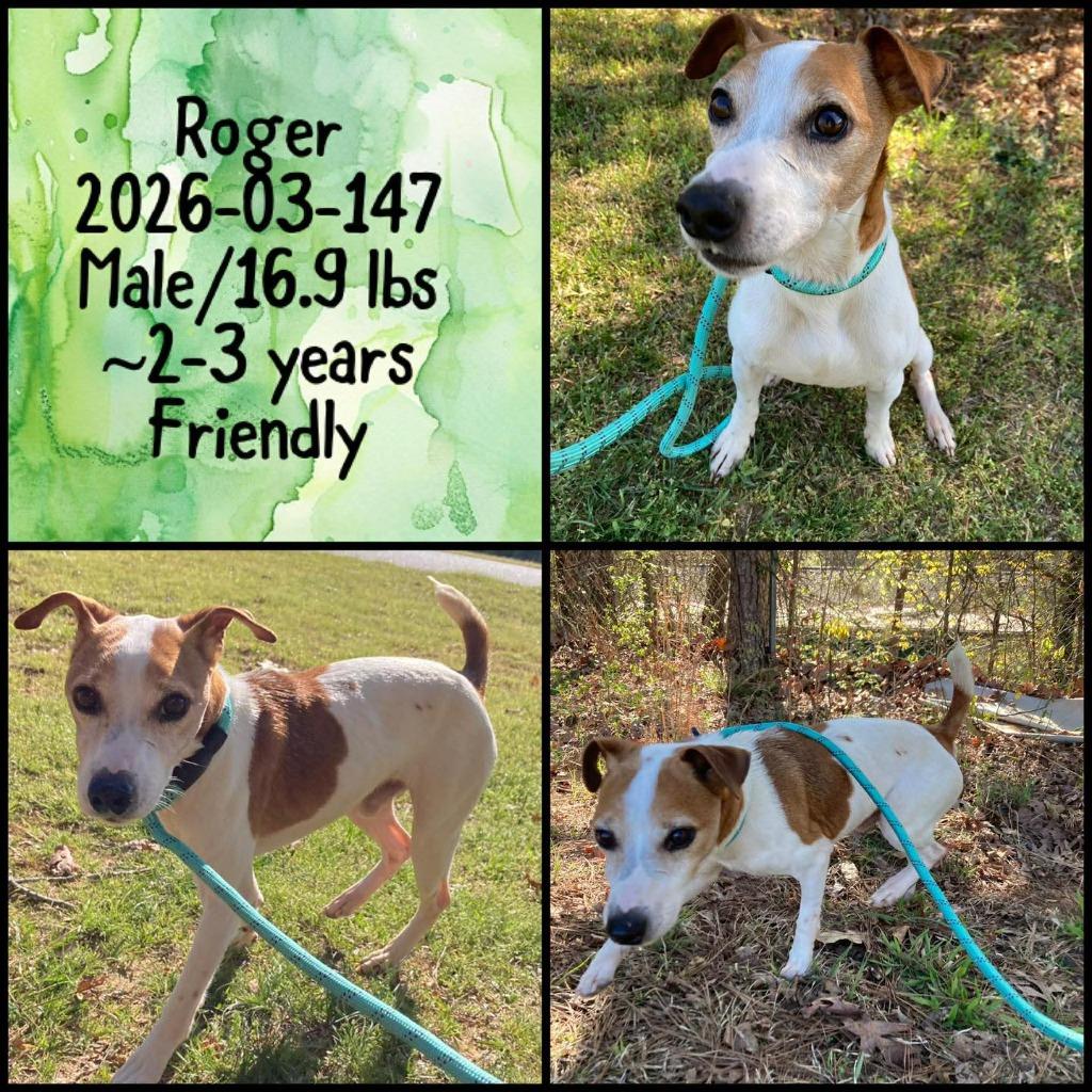 Enlarge 2026-03-147 *Roger*, a Adopted Jack Russell Terrier in Winder, GA image 3/3