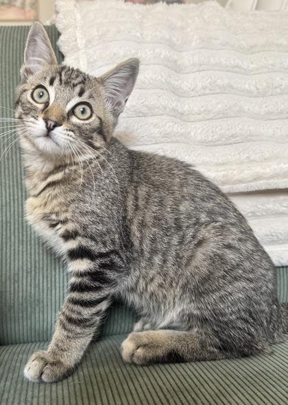 Gazpacho, Adoptable, Kitten Male Domestic Short Hair & Domestic Short Hair.