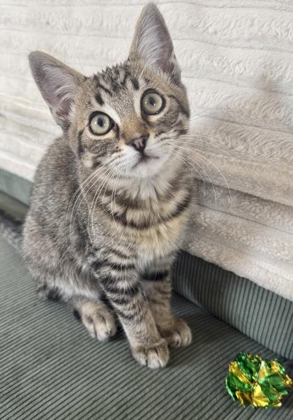 Enlarge Gazpacho, a Adoptable mixed breed in San Diego, CA image 2/3