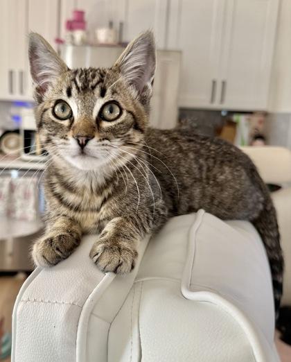 Enlarge Gazpacho, a Adoptable mixed breed in San Diego, CA image 3/3