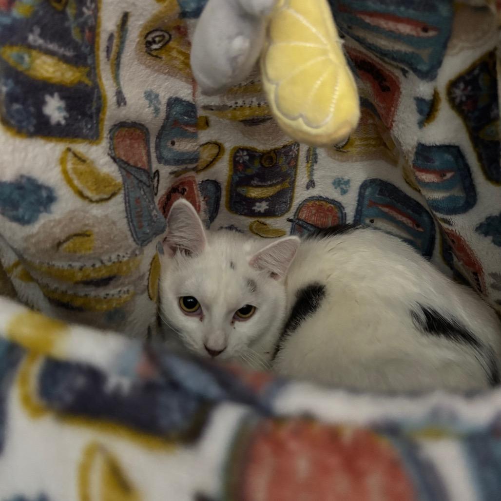 Enlarge Robbie, a ADOPTABLE Domestic Short Hair in Nampa, ID image 1/1