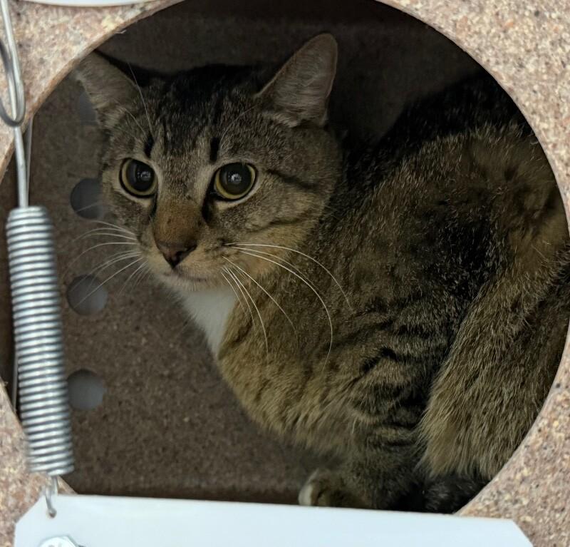 Sven, Adoptable, Adult Male Domestic Short Hair.