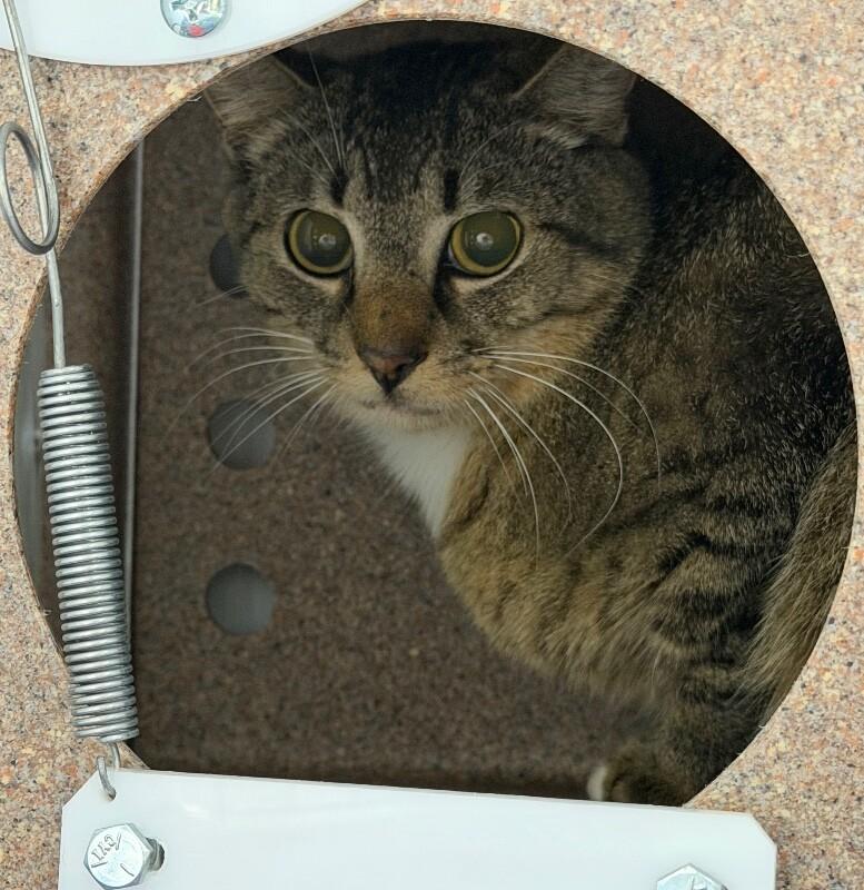 Enlarge Sven, a Adoptable Domestic Short Hair in Katy, TX image 2/3