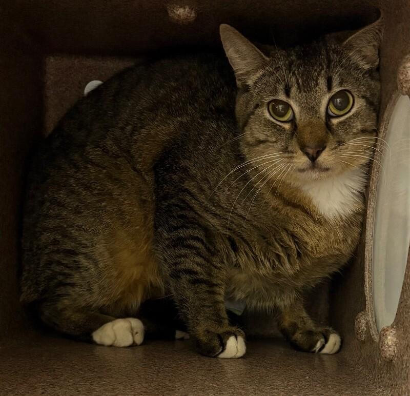 Enlarge Sven, a Adoptable Domestic Short Hair in Katy, TX image 3/3