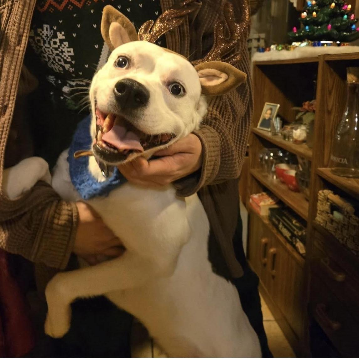 Dash (20241203-04) — thumbnail 2