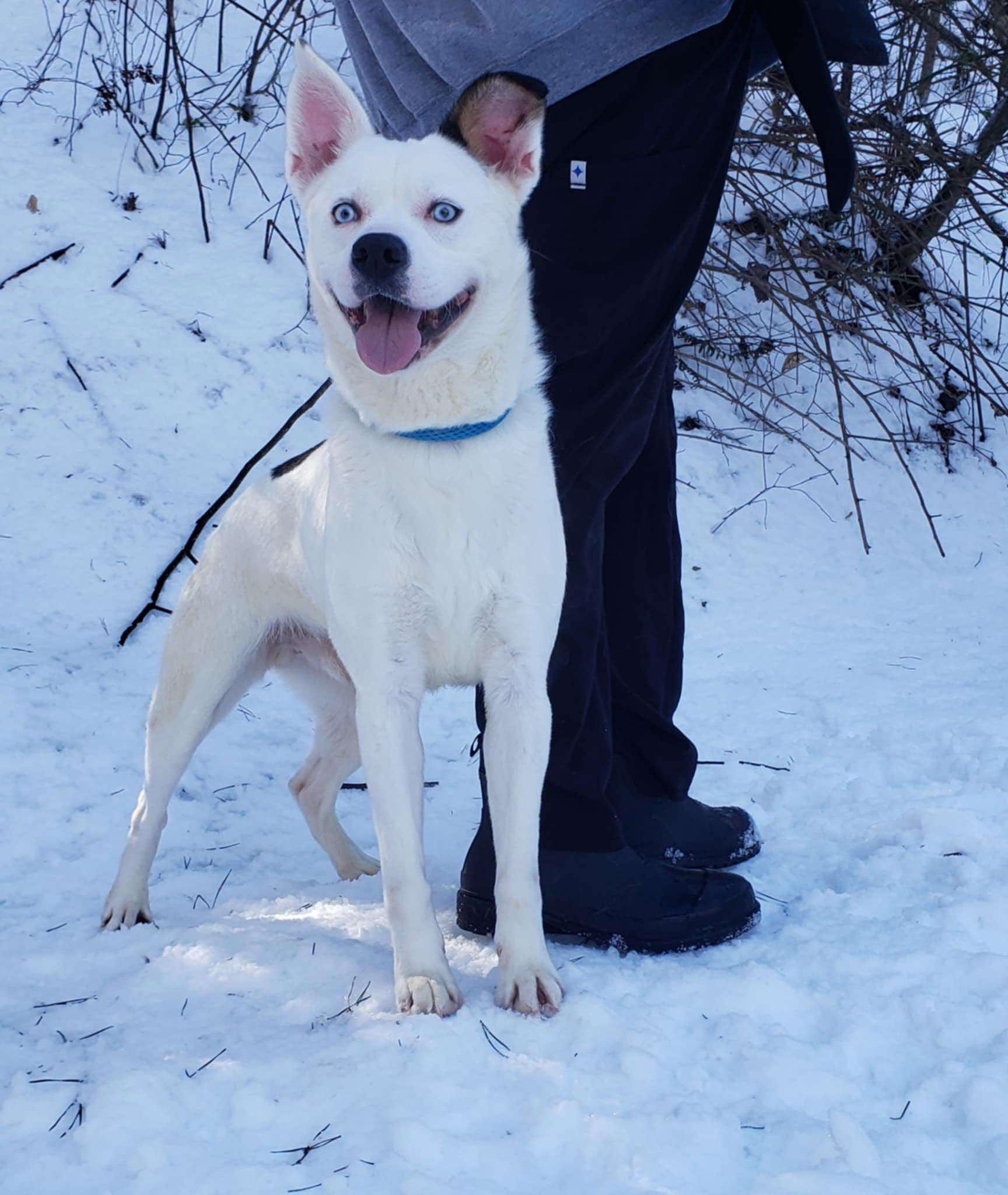 Dash (20241203-04) — thumbnail 4