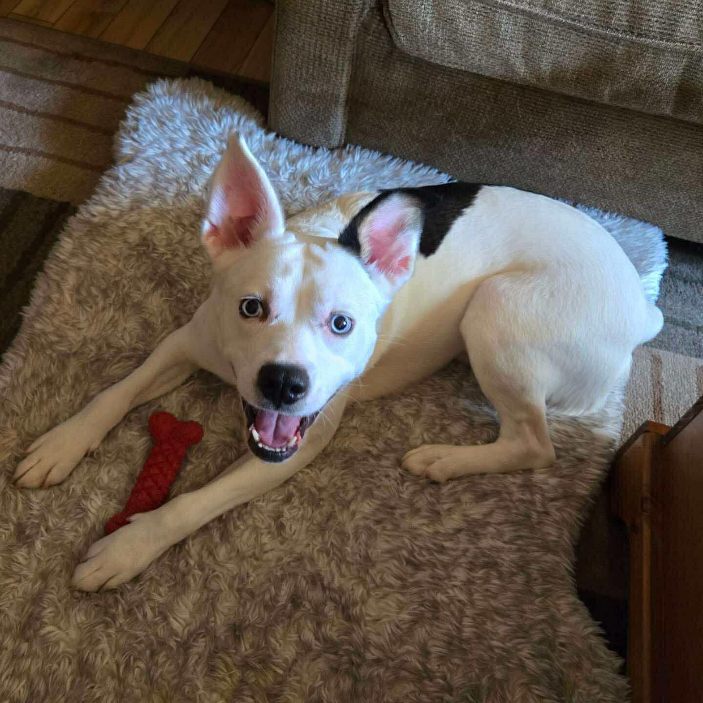 Dash (20241203-04) — thumbnail 5