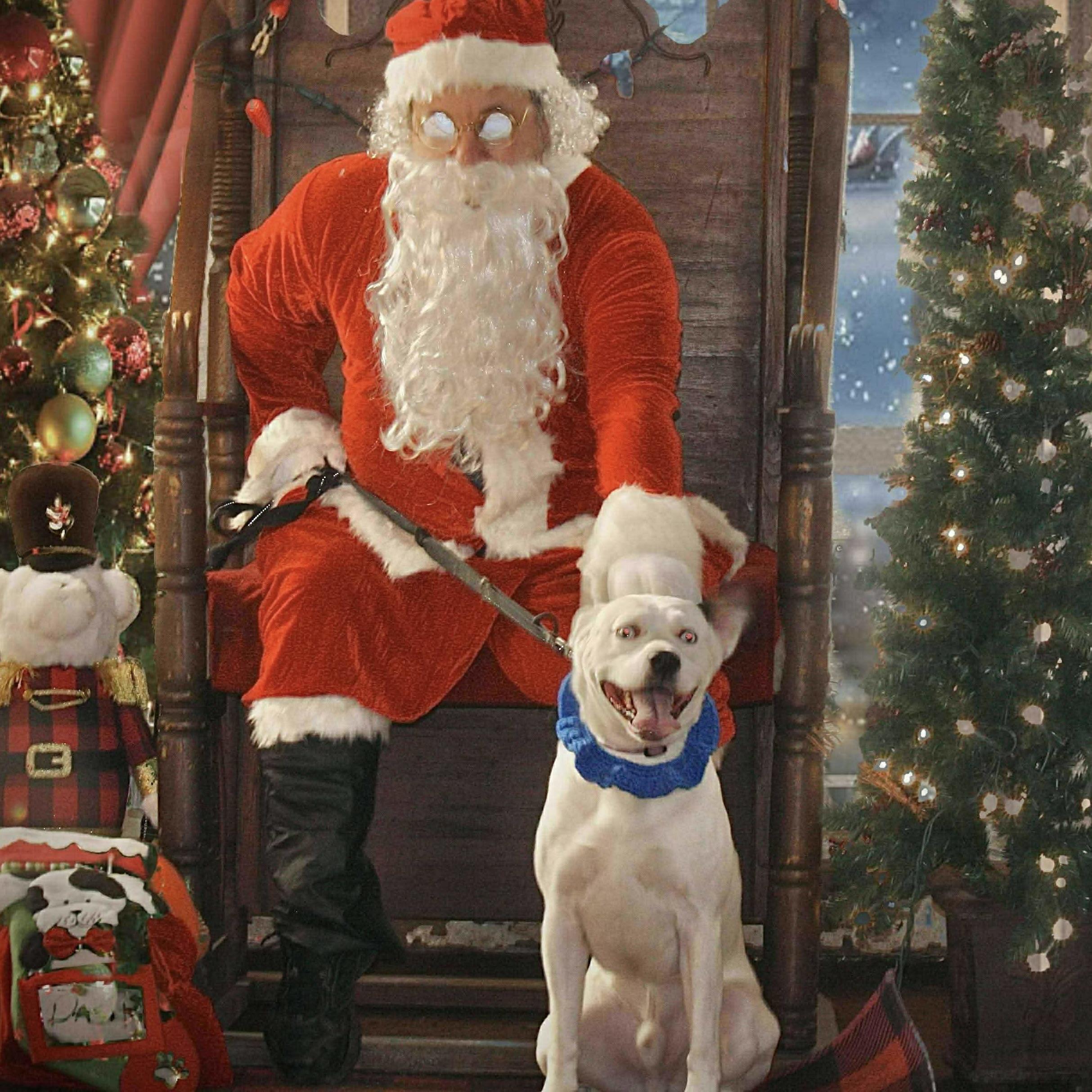 Dash (20241203-04) — thumbnail 6