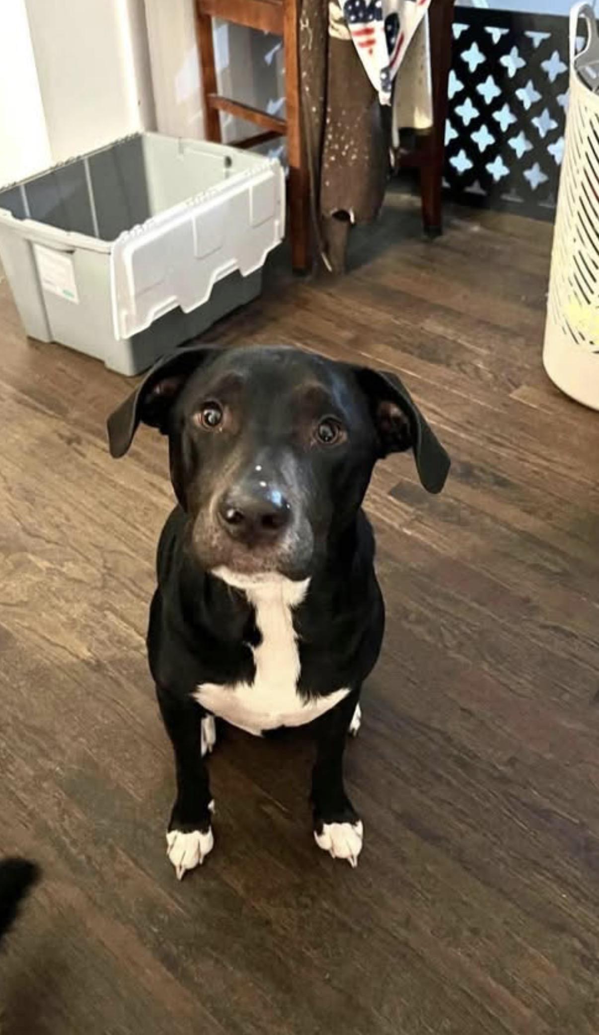 Enlarge Willie low fee, a Adoptable mixed breed in Plantsville, CT image 3/6