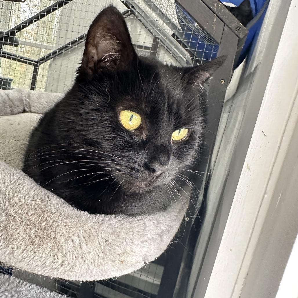 Halo, Adoptable, Adult Female Bombay & Domestic Short Hair.