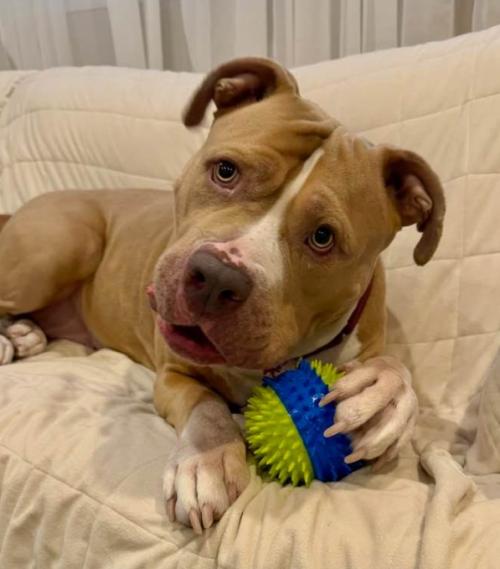 Ruby (5 Years Old), ADOPTABLE, Adult Female American Bully.