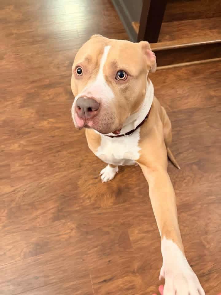 Enlarge Ruby (5 Years Old), a ADOPTABLE American Bully in Albany, NY image 2/4