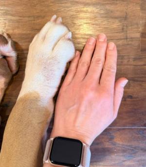 Enlarge Ruby (5 Years Old), a ADOPTABLE American Bully in Albany, NY image 4/4