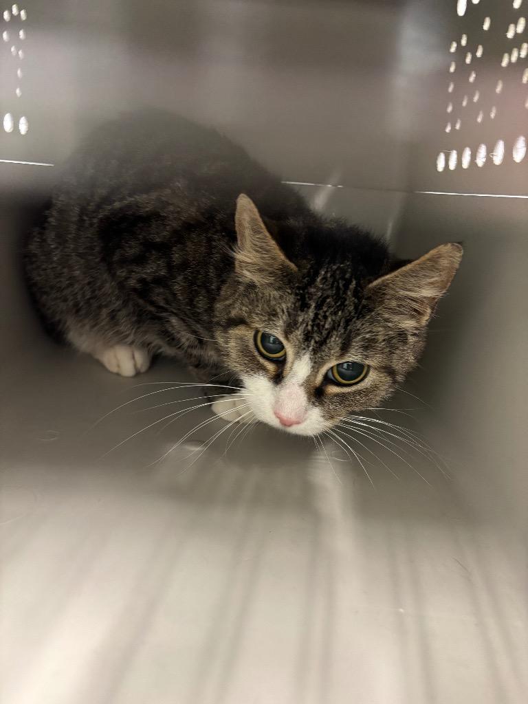 Enlarge Rocky, a Adoptable Manx in Bloomington, IN image 1/1