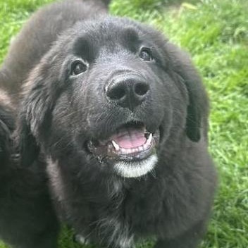 Enlarge APOLLO - Needs a forever home!, an adopted mixed breed in Birmingham, MI image 2/4