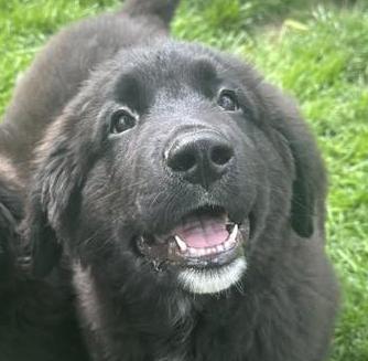 Enlarge APOLLO - Needs a forever home!, an adopted mixed breed in Birmingham, MI image 1/4