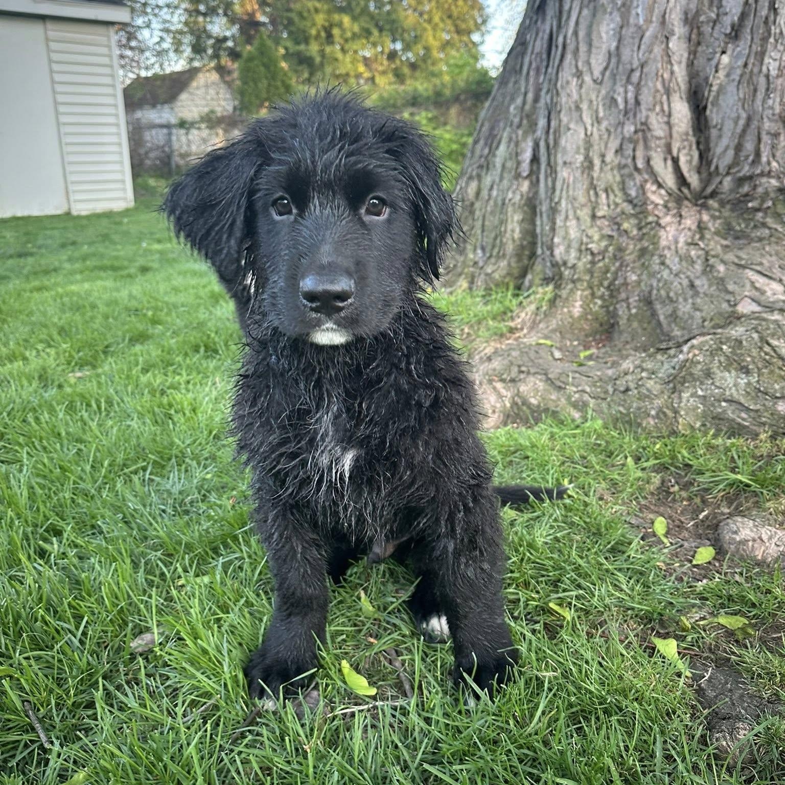 Enlarge APOLLO - Needs a forever home!, an adopted mixed breed in Birmingham, MI image 3/4