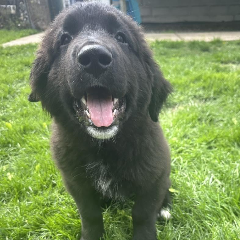 Enlarge APOLLO - Needs a forever home!, an adopted mixed breed in Birmingham, MI image 4/4