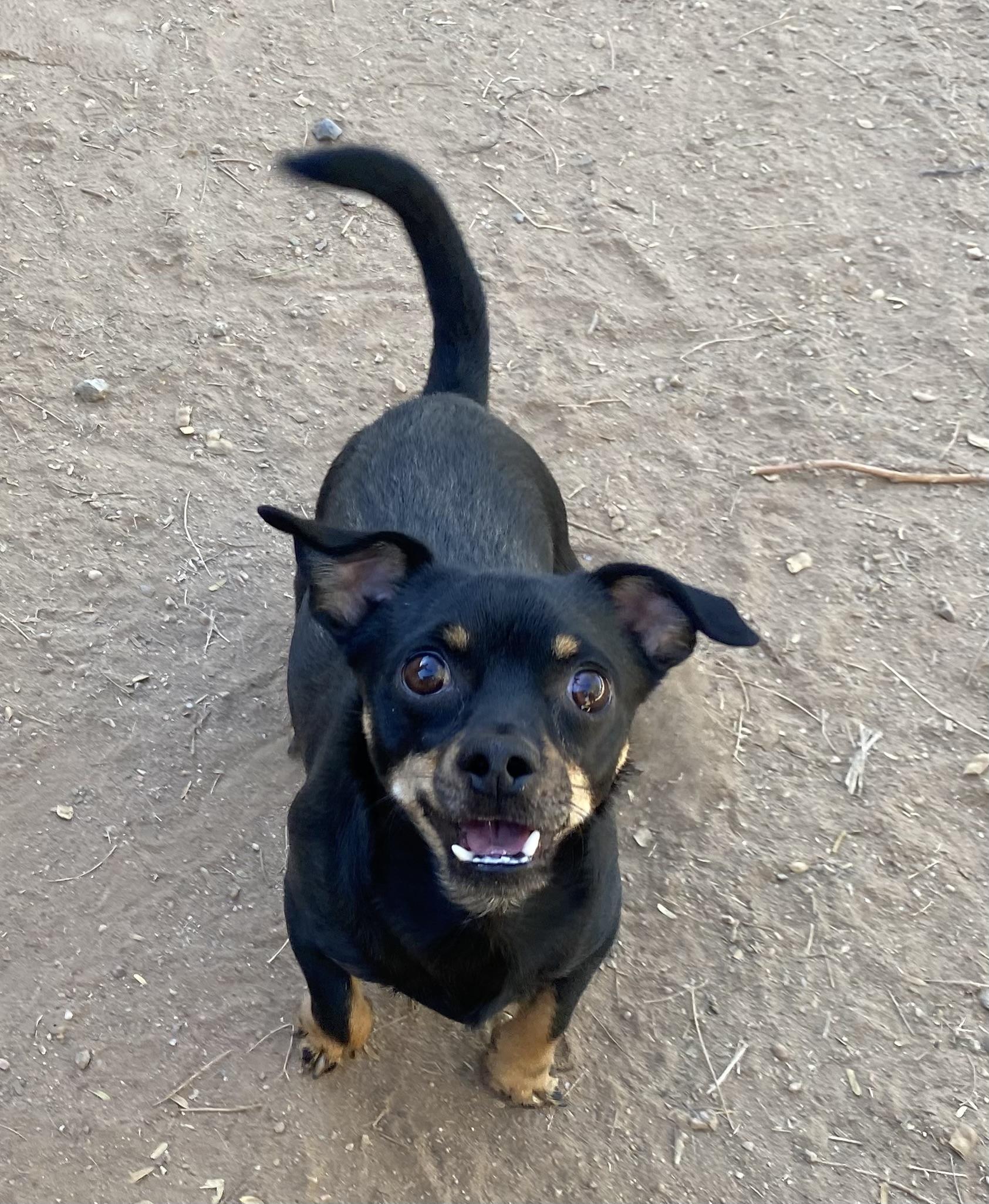 Oliver, Adoptable, Young Male Chihuahua.