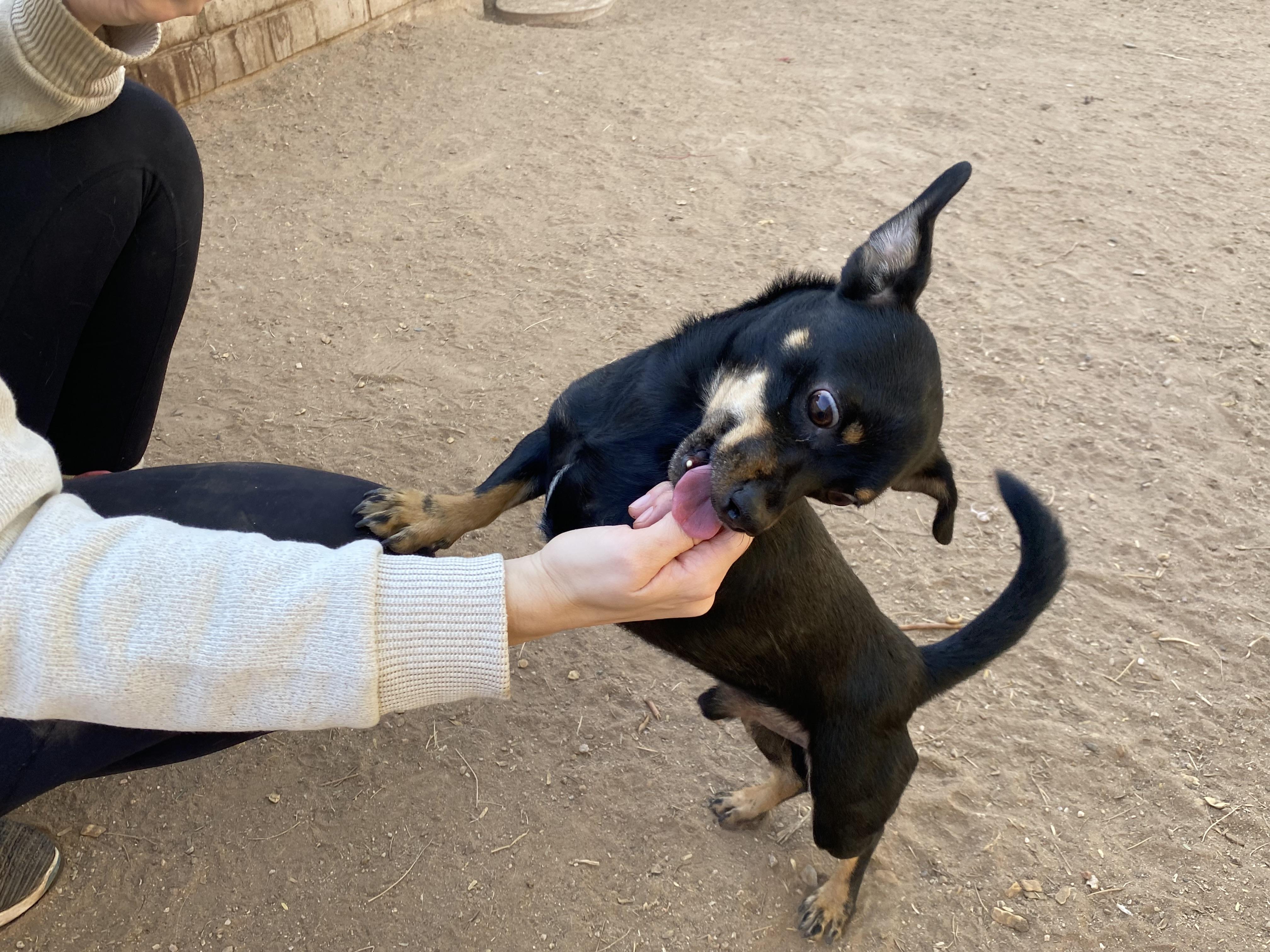 Oliver, a Adoptable mixed breed in Phoenix, AZ image 3/6