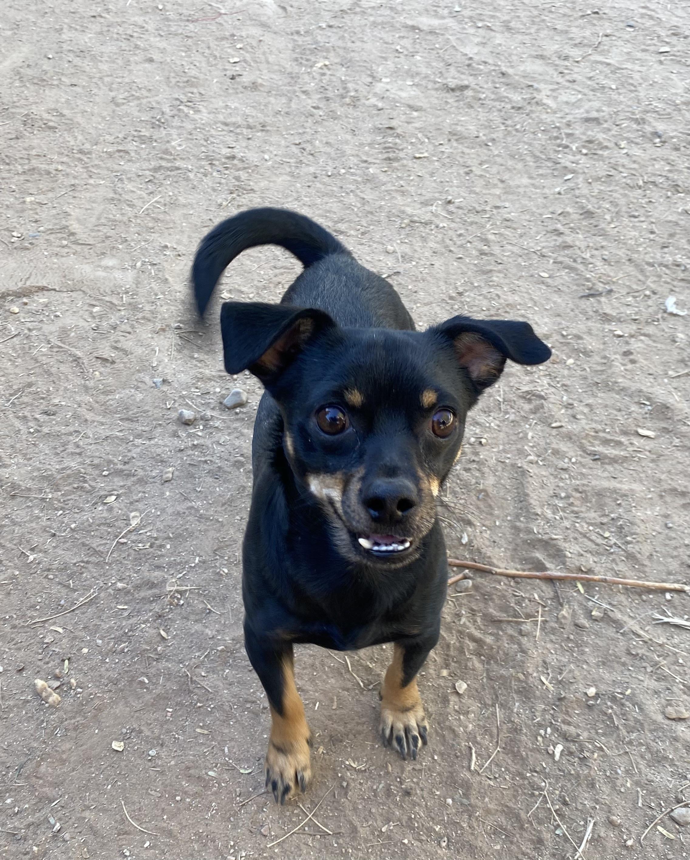Oliver, a Adoptable mixed breed in Phoenix, AZ image 6/6