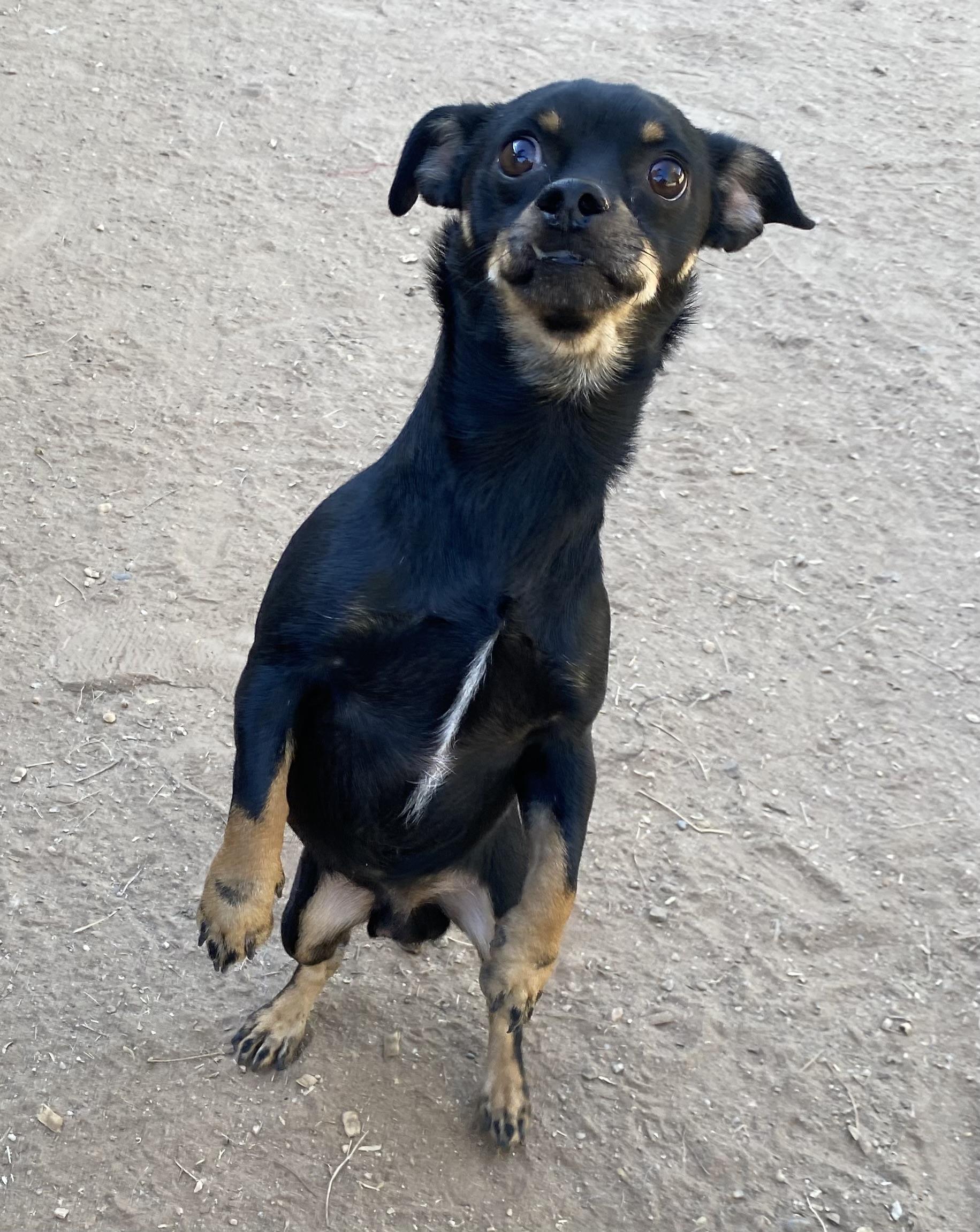 Oliver, a Adoptable mixed breed in Phoenix, AZ image 2/6