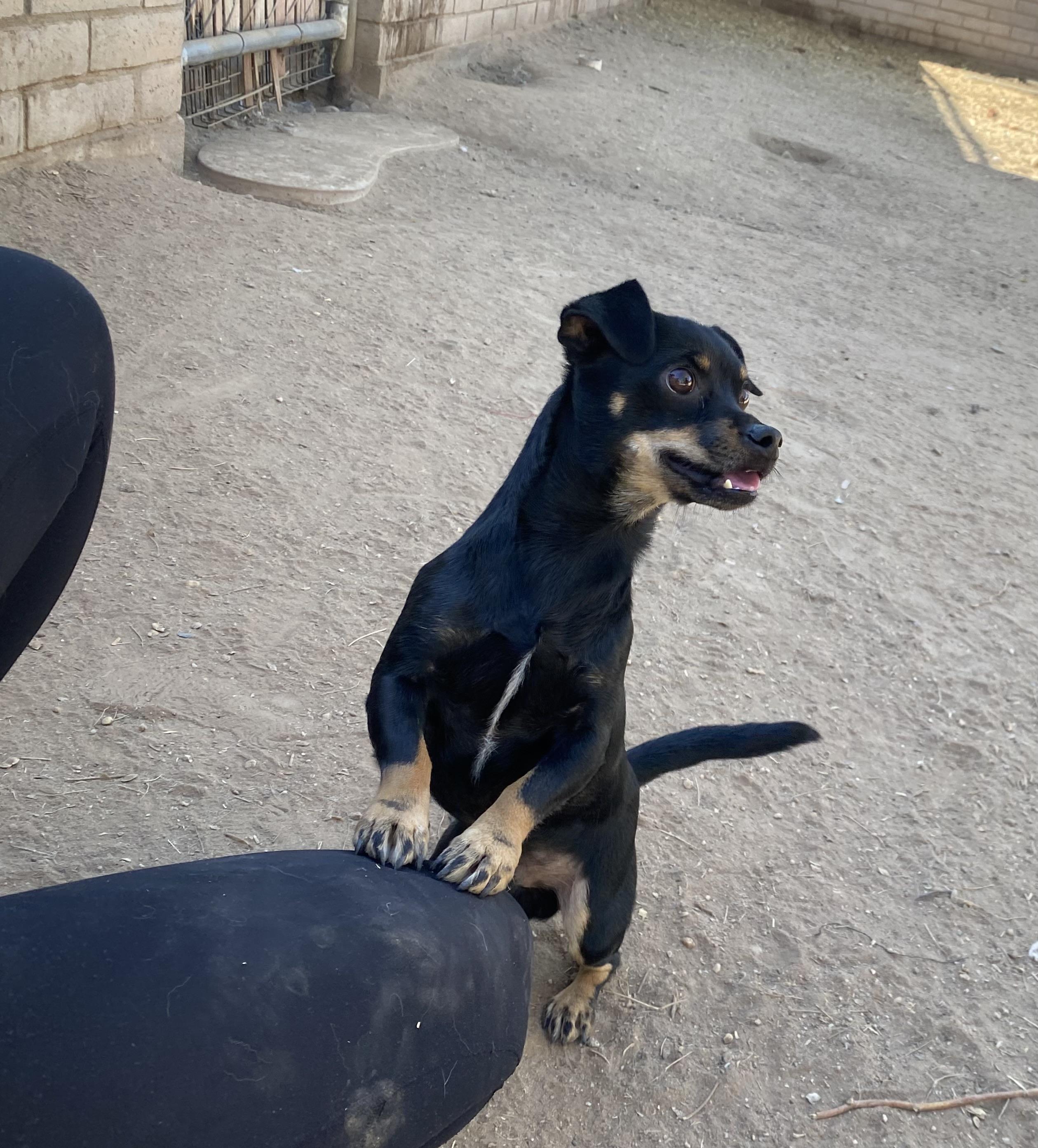 Oliver, a Adoptable mixed breed in Phoenix, AZ image 4/6