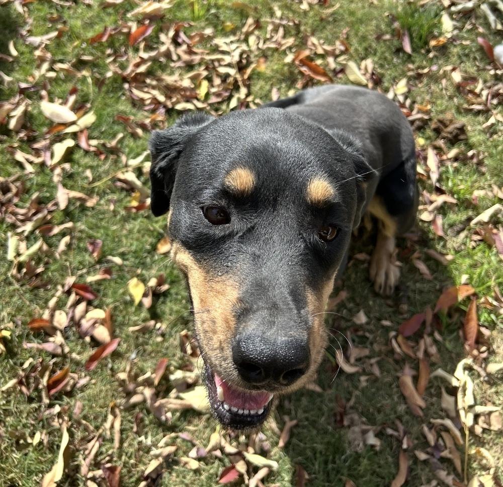 Violet, Adoptable, Adult Female Rottweiler.