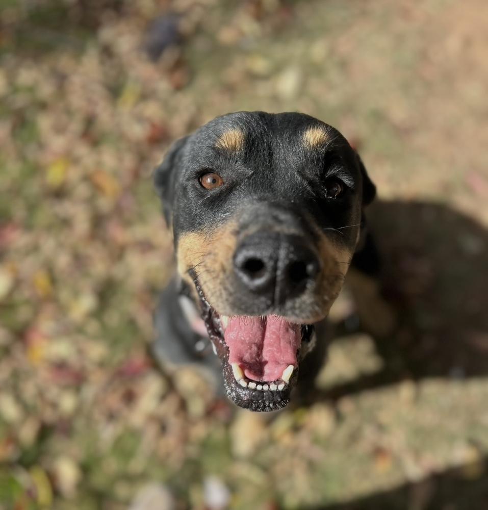 Enlarge Violet, a Adoptable Rottweiler in Clovis, NM image 2/3