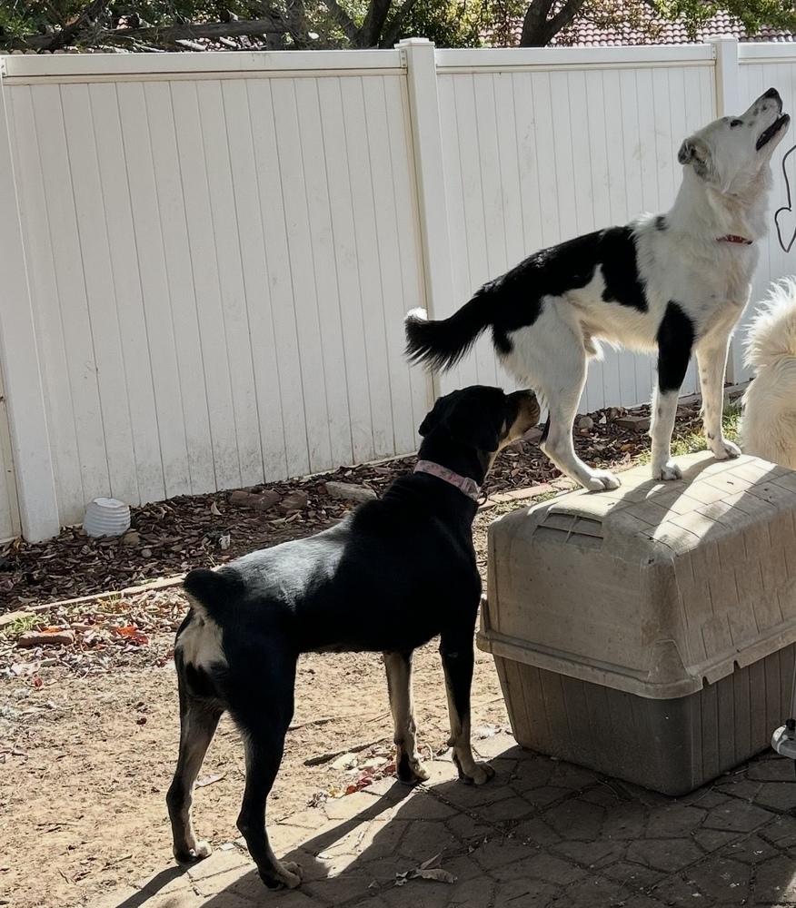Enlarge Violet, a Adoptable Rottweiler in Clovis, NM image 3/3