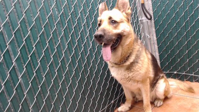 SABA, Adoptable, Adult Female German Shepherd Dog.