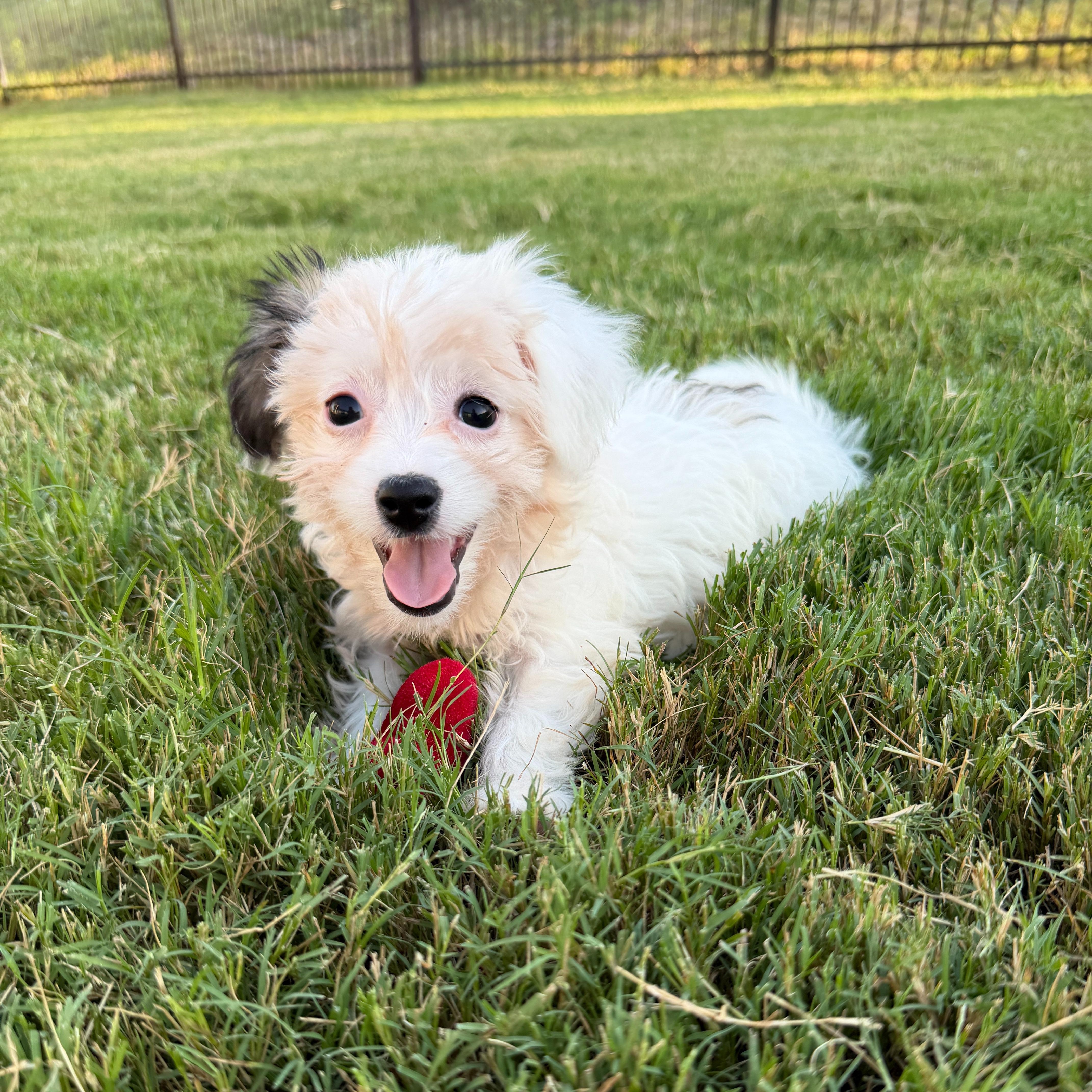 Meg, an adopted mixed breed in Pflugerville, TX image 4/5