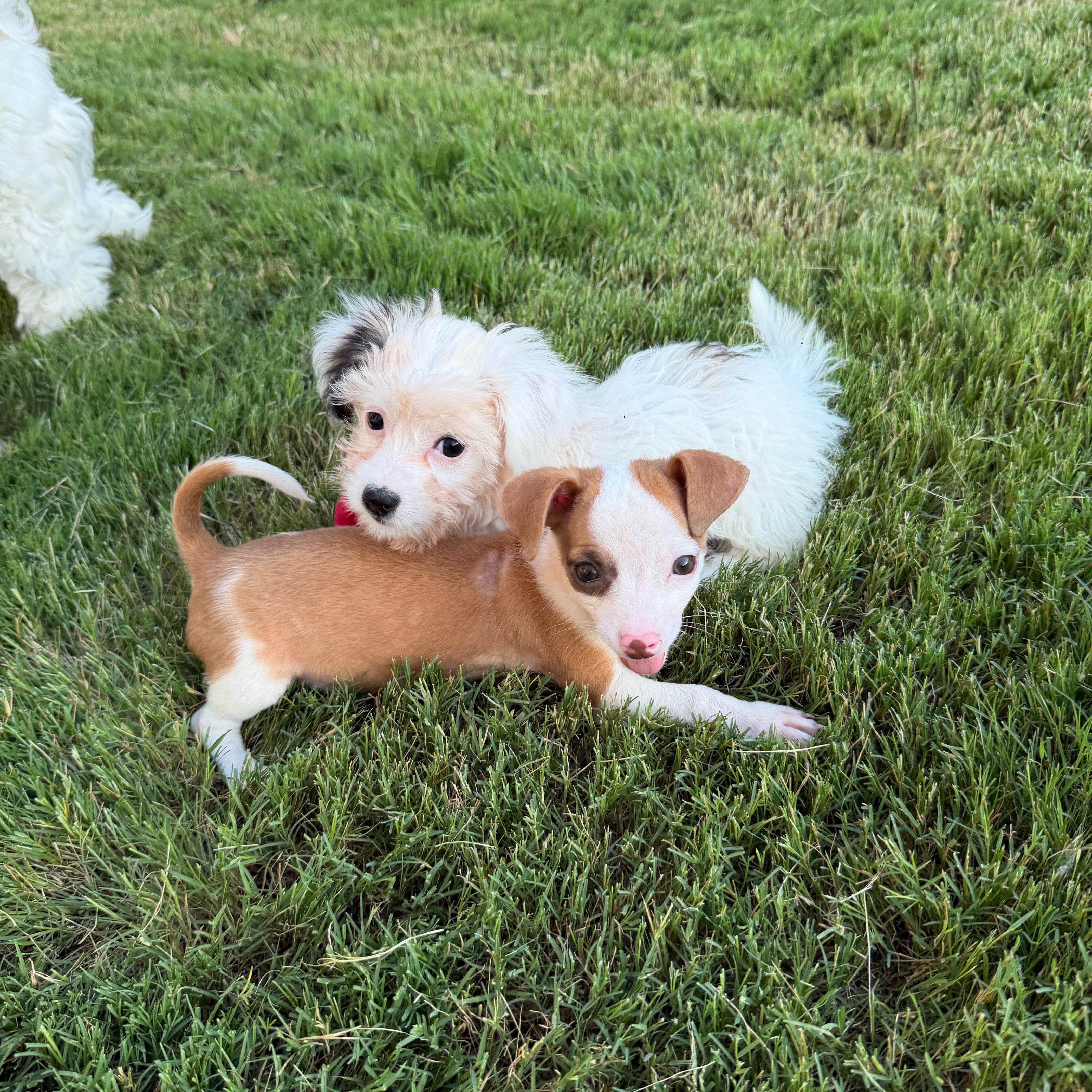Meg, an adopted mixed breed in Pflugerville, TX image 2/5