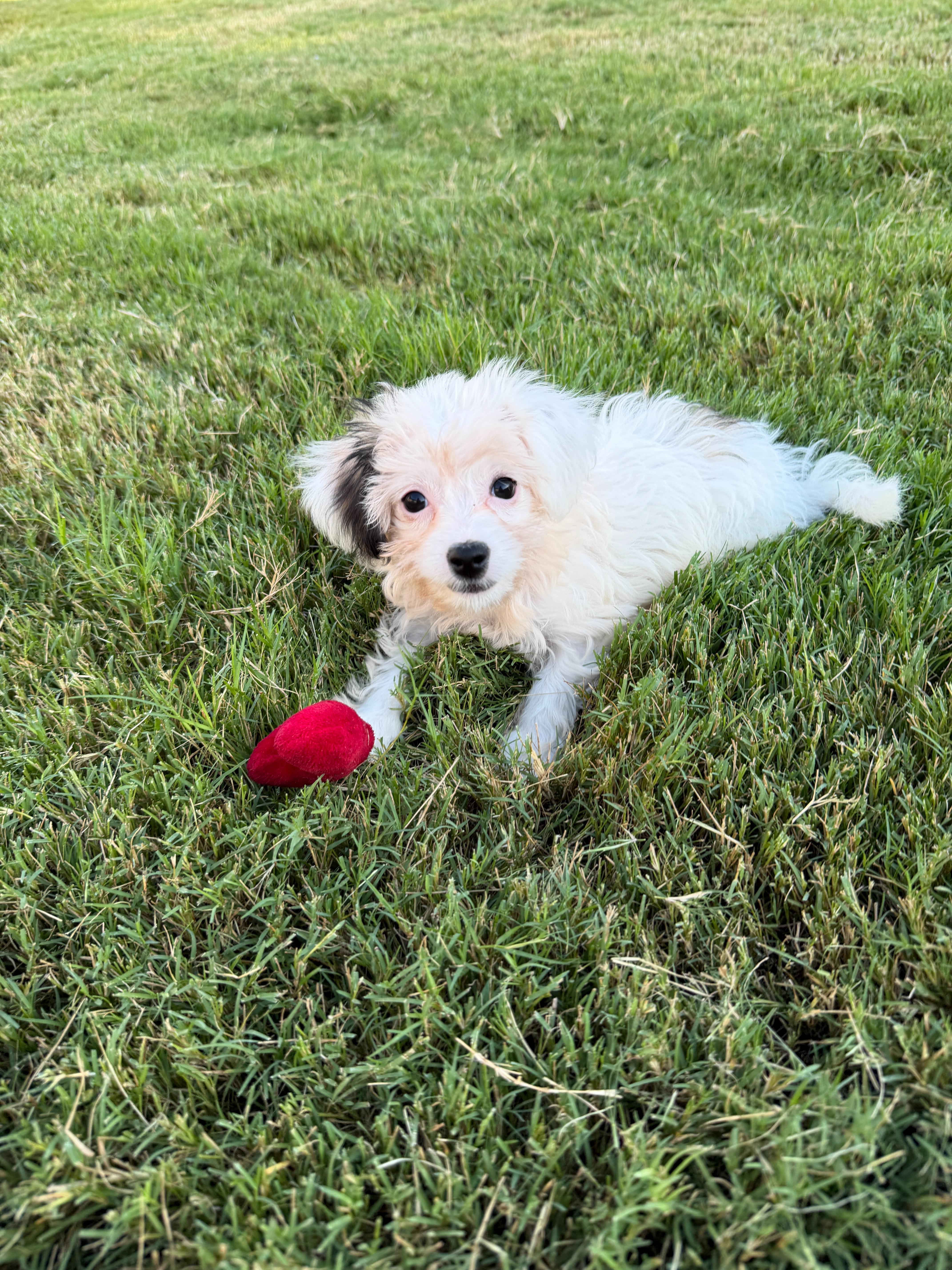 Meg, an adopted mixed breed in Pflugerville, TX image 5/5
