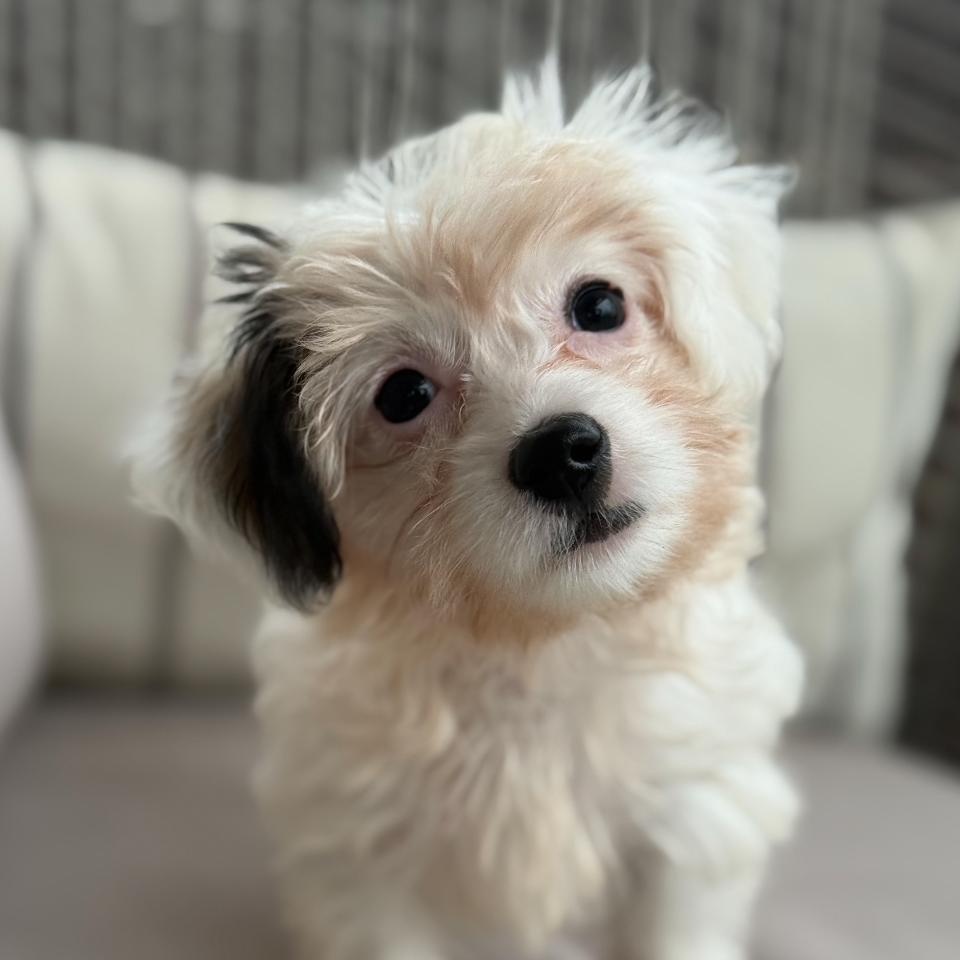 Meg, adopted, Puppy Female Maltese.