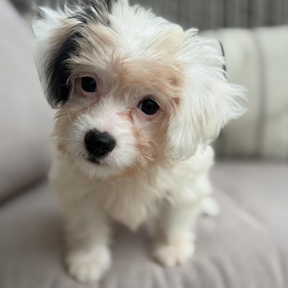 Meg, an adopted mixed breed in Pflugerville, TX image 3/5
