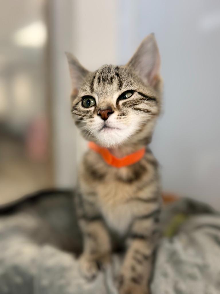 CHUBBS, Adoptable, Kitten Female Domestic Short Hair.