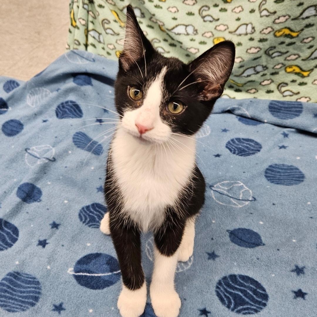 Sashimi, a ADOPTABLE mixed breed in Antioch, IL image 2/5