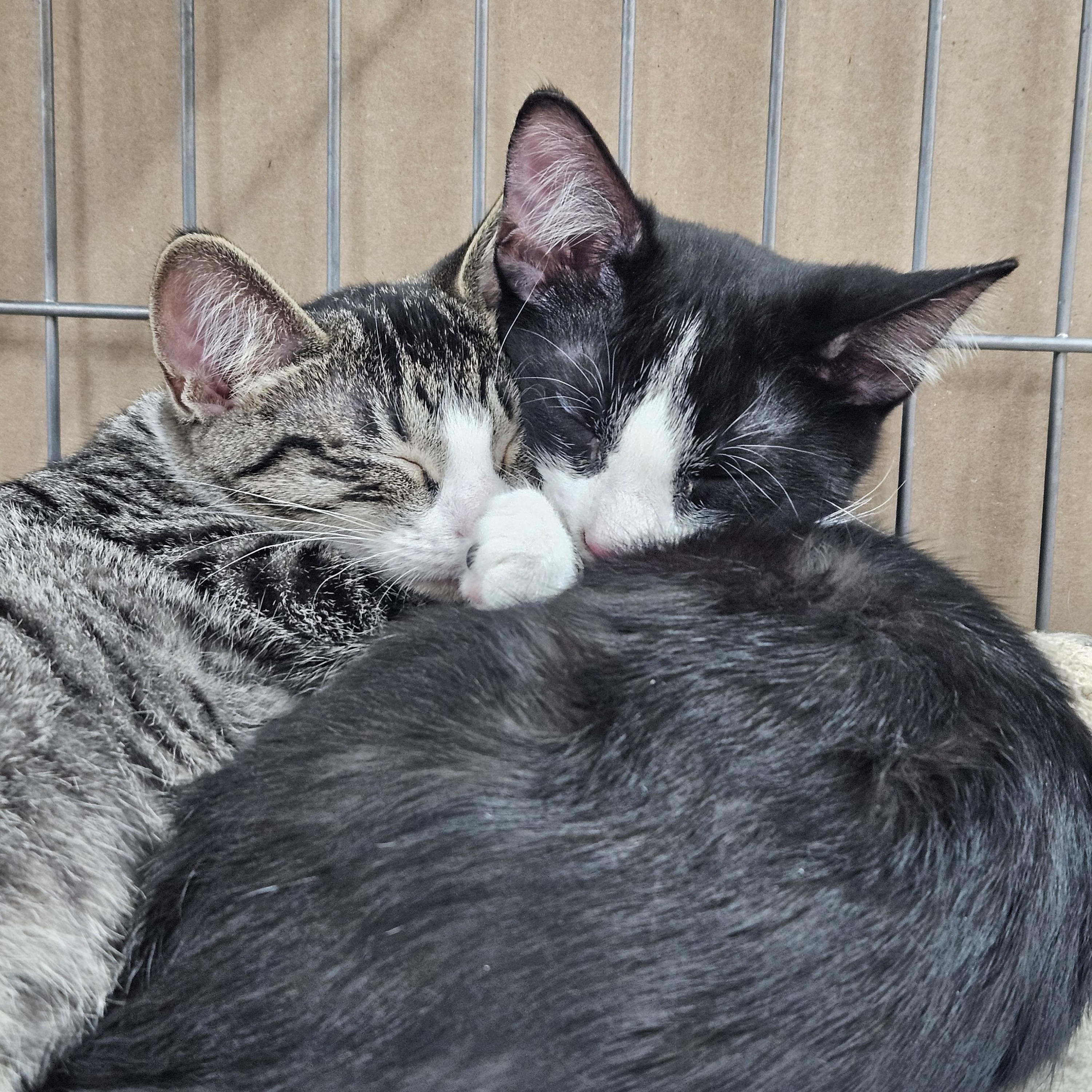 Sashimi, a ADOPTABLE mixed breed in Antioch, IL image 4/5