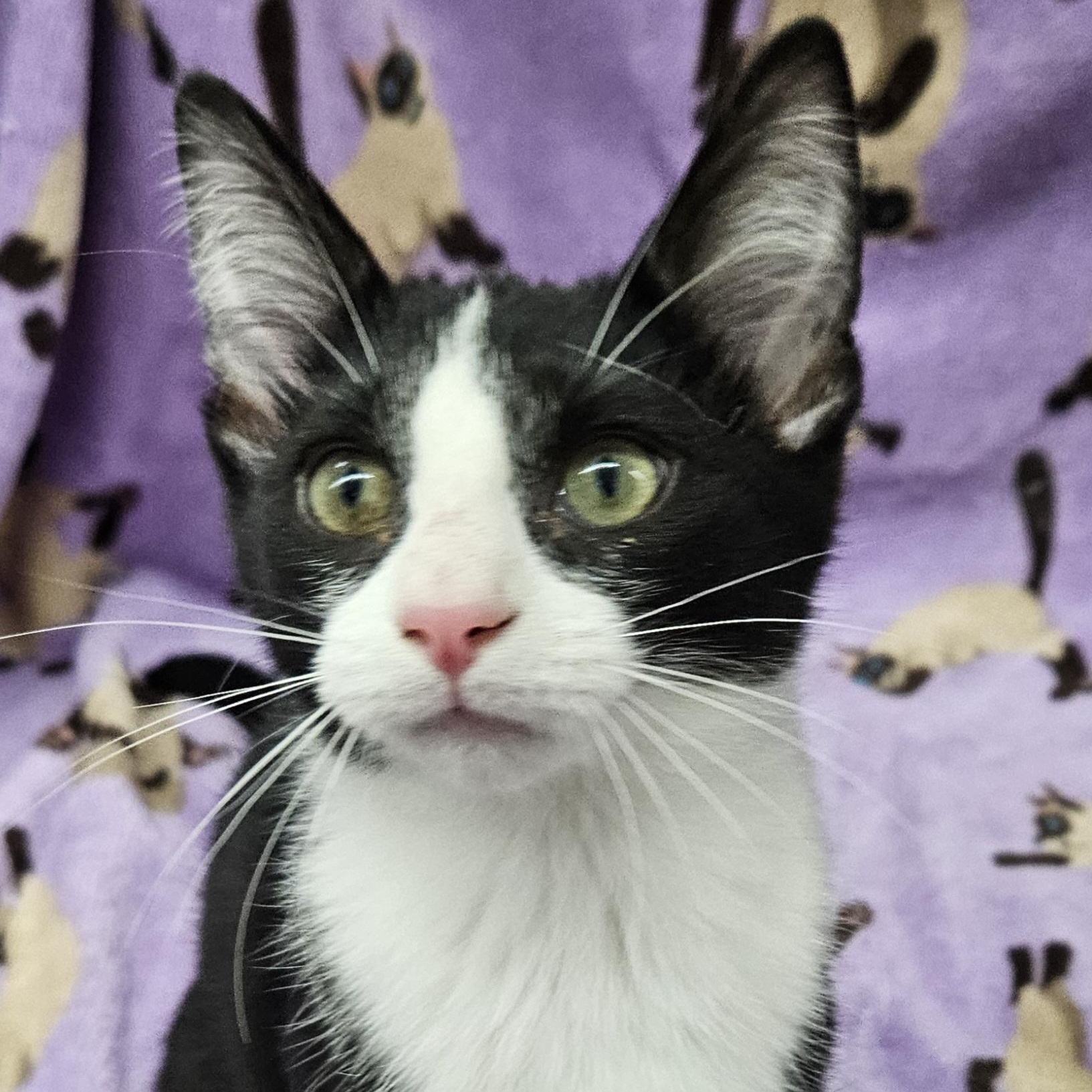 Sashimi, ADOPTABLE, Kitten Male Domestic Short Hair.