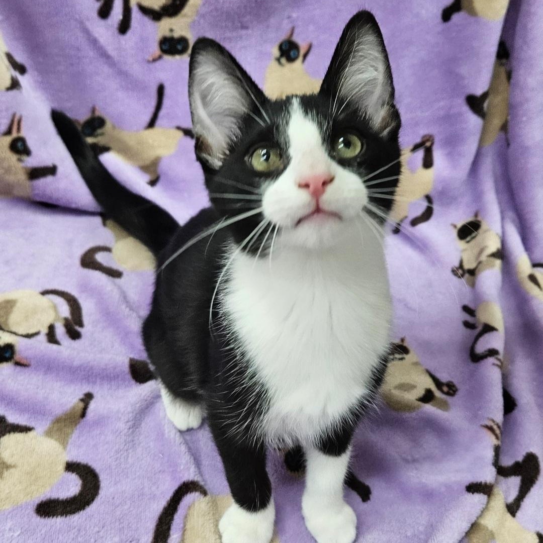 Sashimi, a ADOPTABLE mixed breed in Antioch, IL image 5/5