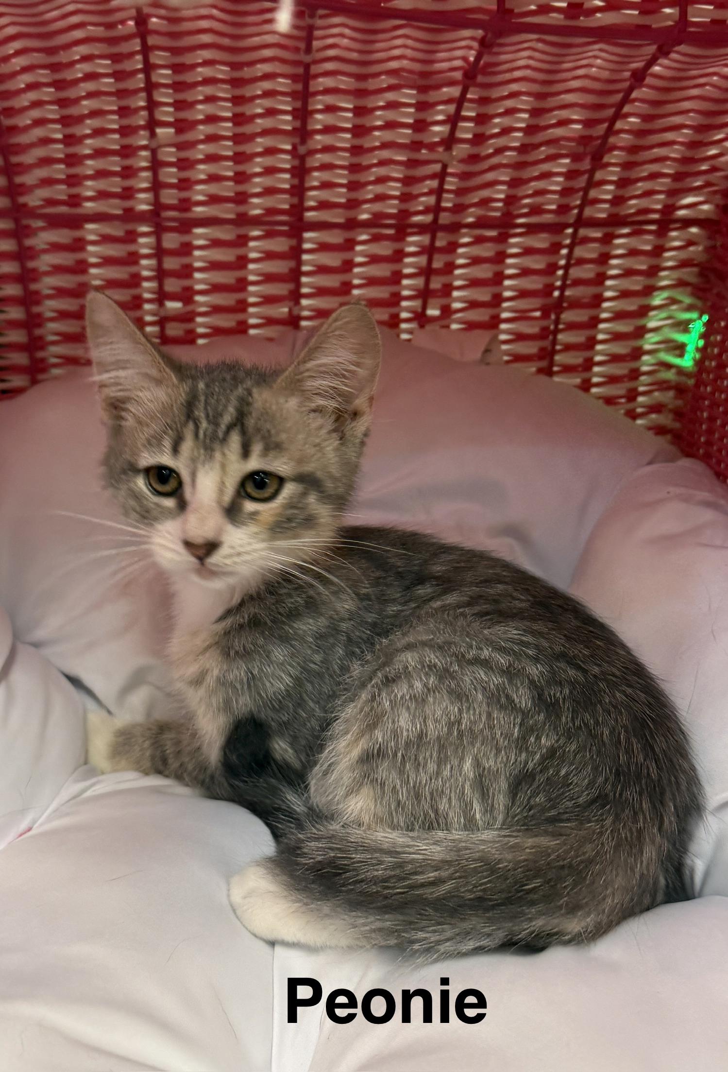 Peonie, Adoptable, Kitten Female Domestic Short Hair.