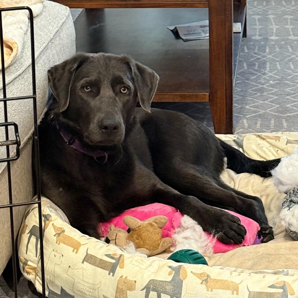 Yara, a Adoptable mixed breed in Boston, MA image 2/6