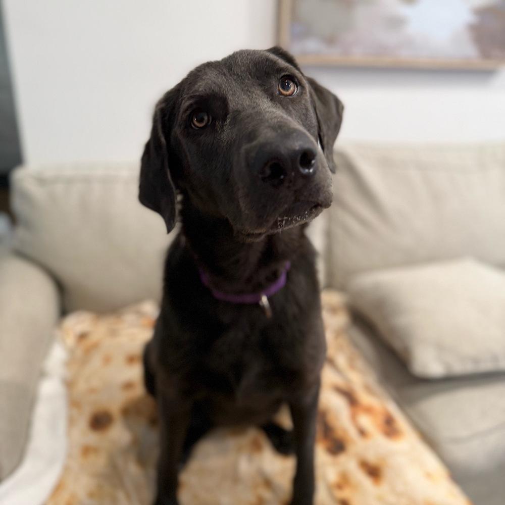 Yara, a Adoptable mixed breed in Boston, MA image 4/6