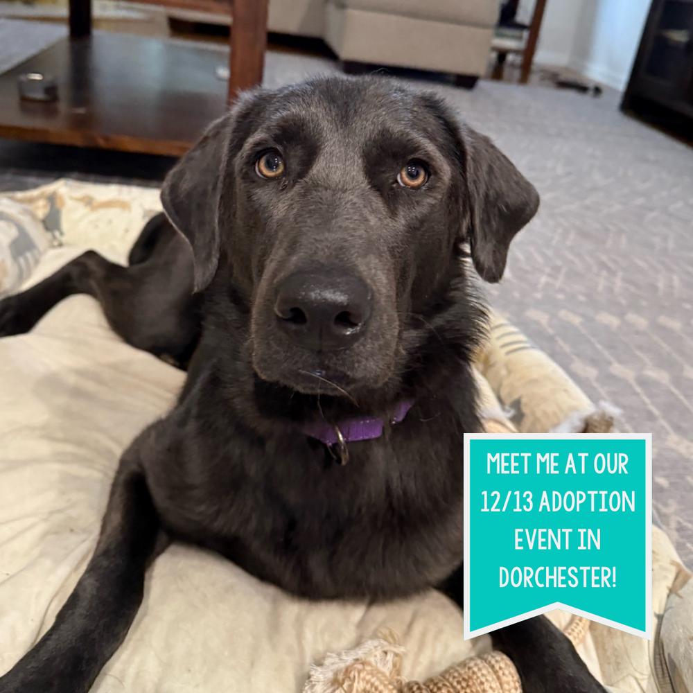 Yara, a Adoptable mixed breed in Boston, MA image 5/6