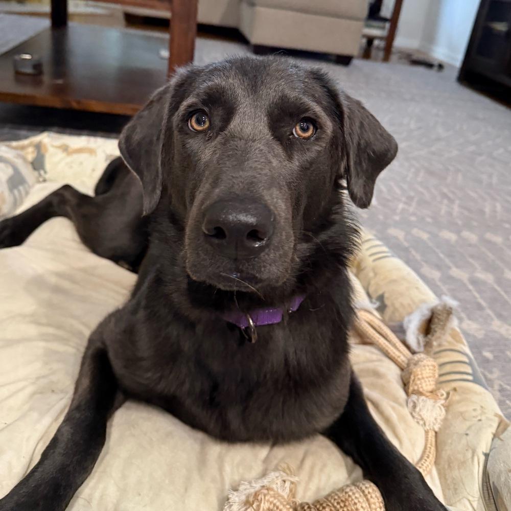 Yara, a Adoptable mixed breed in Boston, MA image 6/6