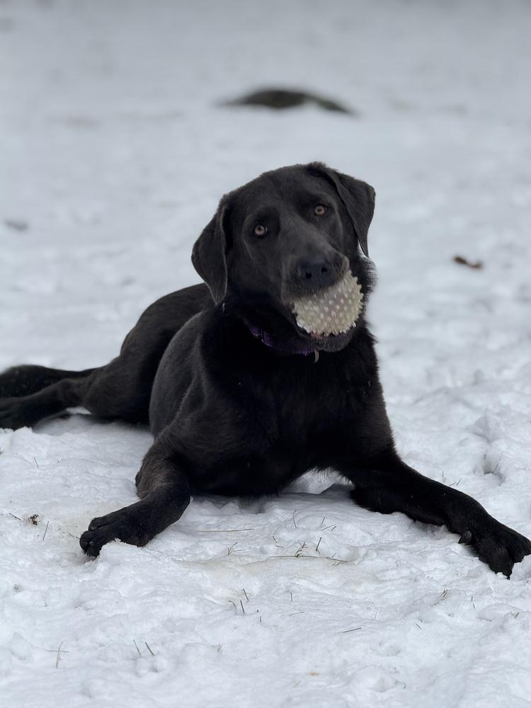 Yara, a Adoptable mixed breed in Boston, MA image 2/6