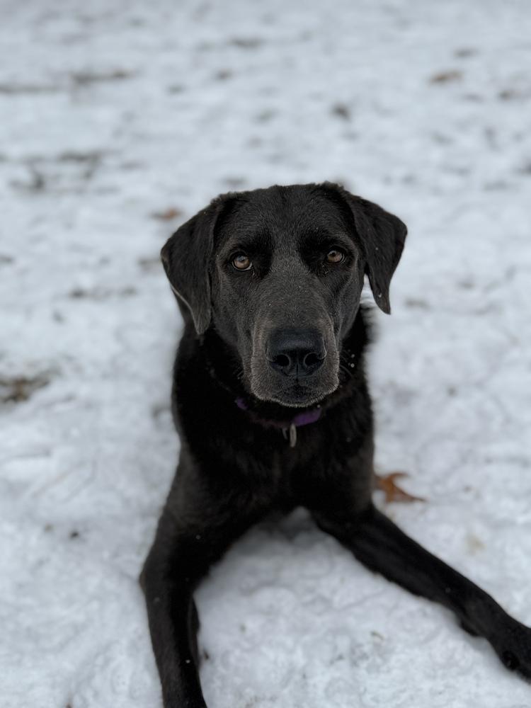 Yara, a Adoptable mixed breed in Boston, MA image 4/6